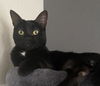 adoptable Cat in Antioch, CA named Dot