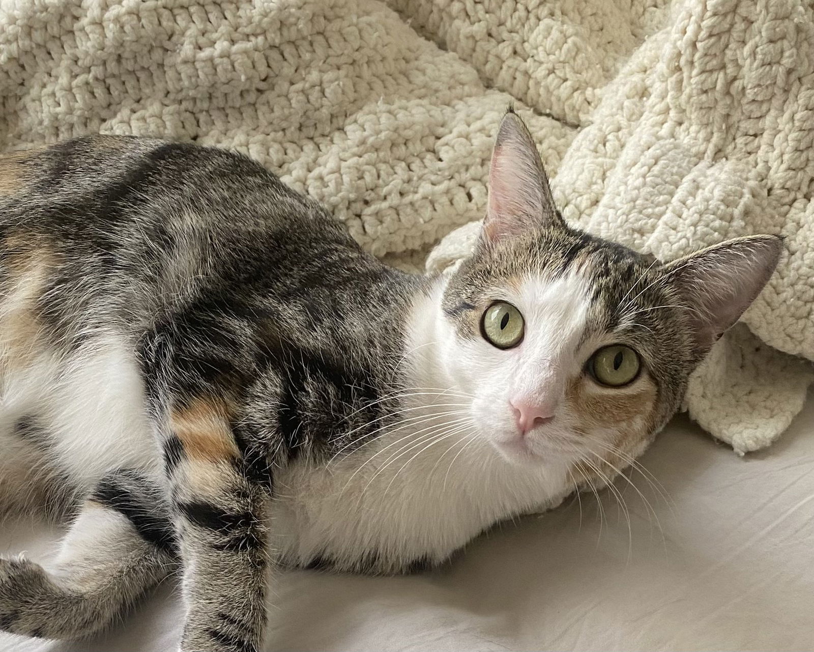 adoptable Cat in Antioch, CA named Butterscotch