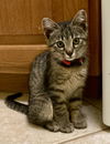 adoptable Cat in Oakley, CA named Petey