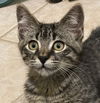adoptable Cat in Oakley, CA named Perry