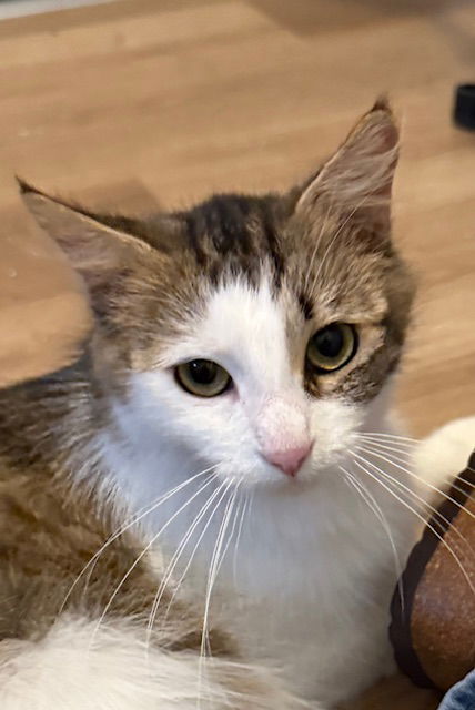 adoptable Cat in Oakley, CA named Savannah