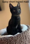 adoptable Cat in Oakley, CA named Spicy (bonded with Charmin)