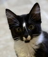 adoptable Cat in Oakley, CA named Charmin (bonded with Spicy)