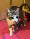 adoptable Cat in Oakley, CA named Jasmine