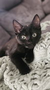 adoptable Cat in Oakley, CA named Bounty (bonded with Snickers)