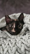 adoptable Cat in Oakley, CA named Snickers (bonded with Bounty)