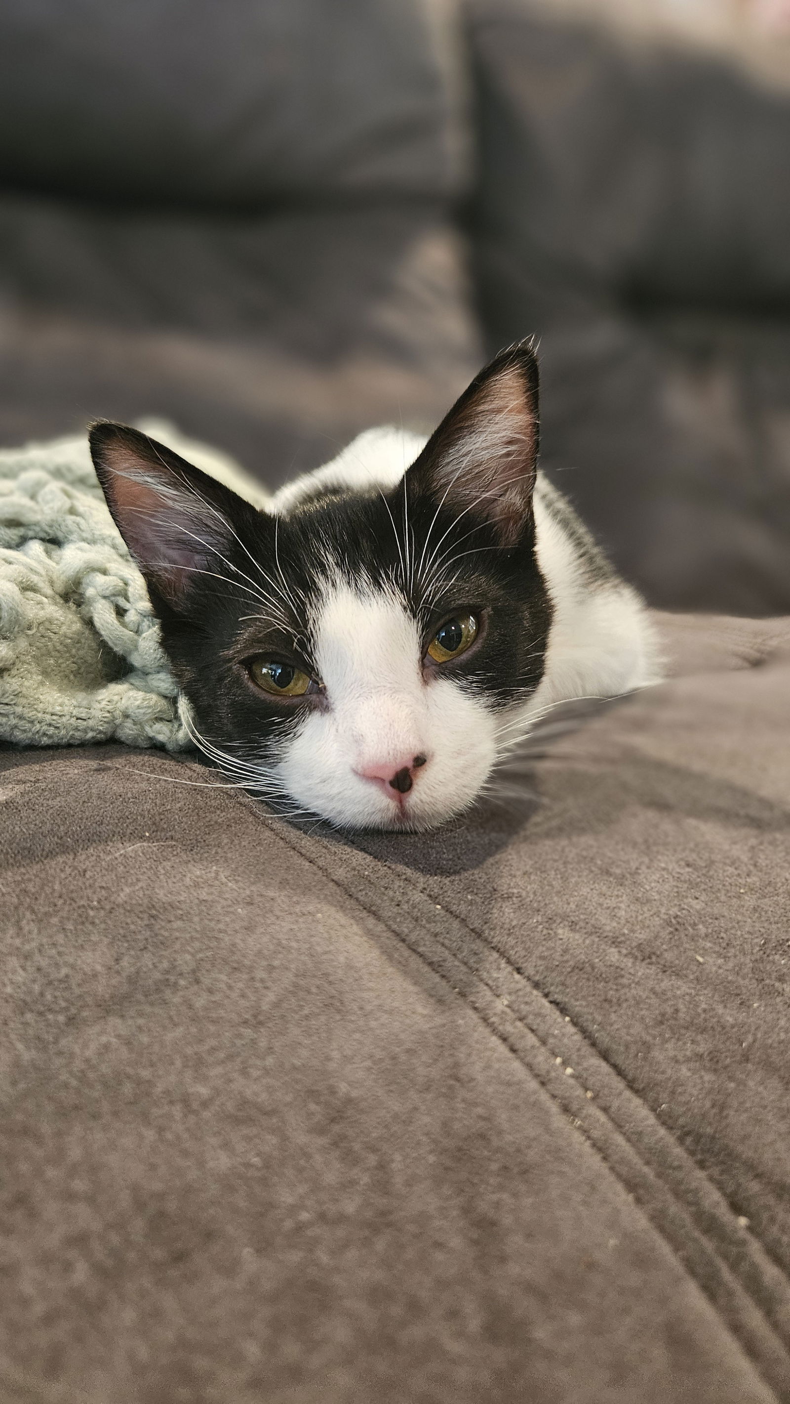 adoptable Cat in Oakley, CA named Otis