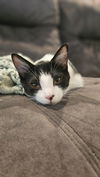 adoptable Cat in Oakley, CA named Otis