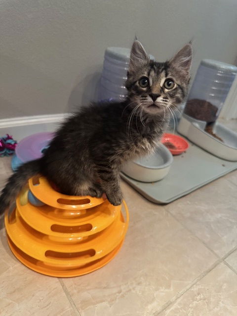 adoptable Cat in Oakley, CA named Poppy