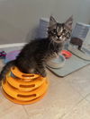 adoptable Cat in Oakley, CA named Poppy