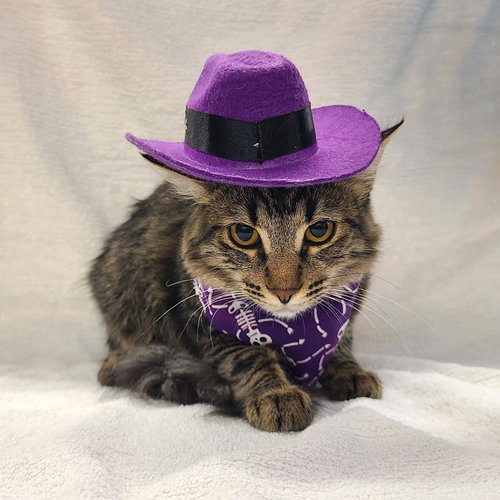 picture of the cat needing adoption