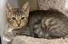 adoptable Cat in  named Chloe