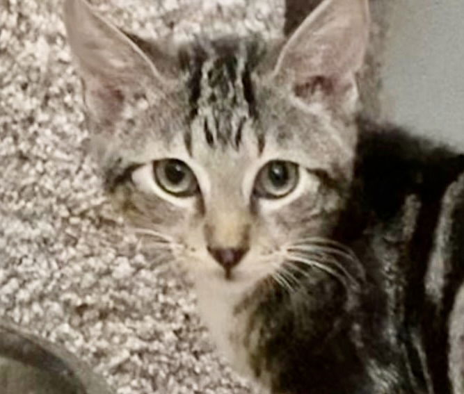 adoptable Cat in Oakley, CA named Liam