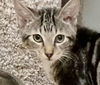 adoptable Cat in  named Liam