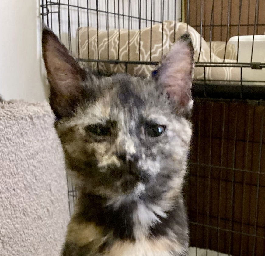 adoptable Cat in Oakley, CA named Jazzmine