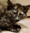 adoptable Cat in  named Willow