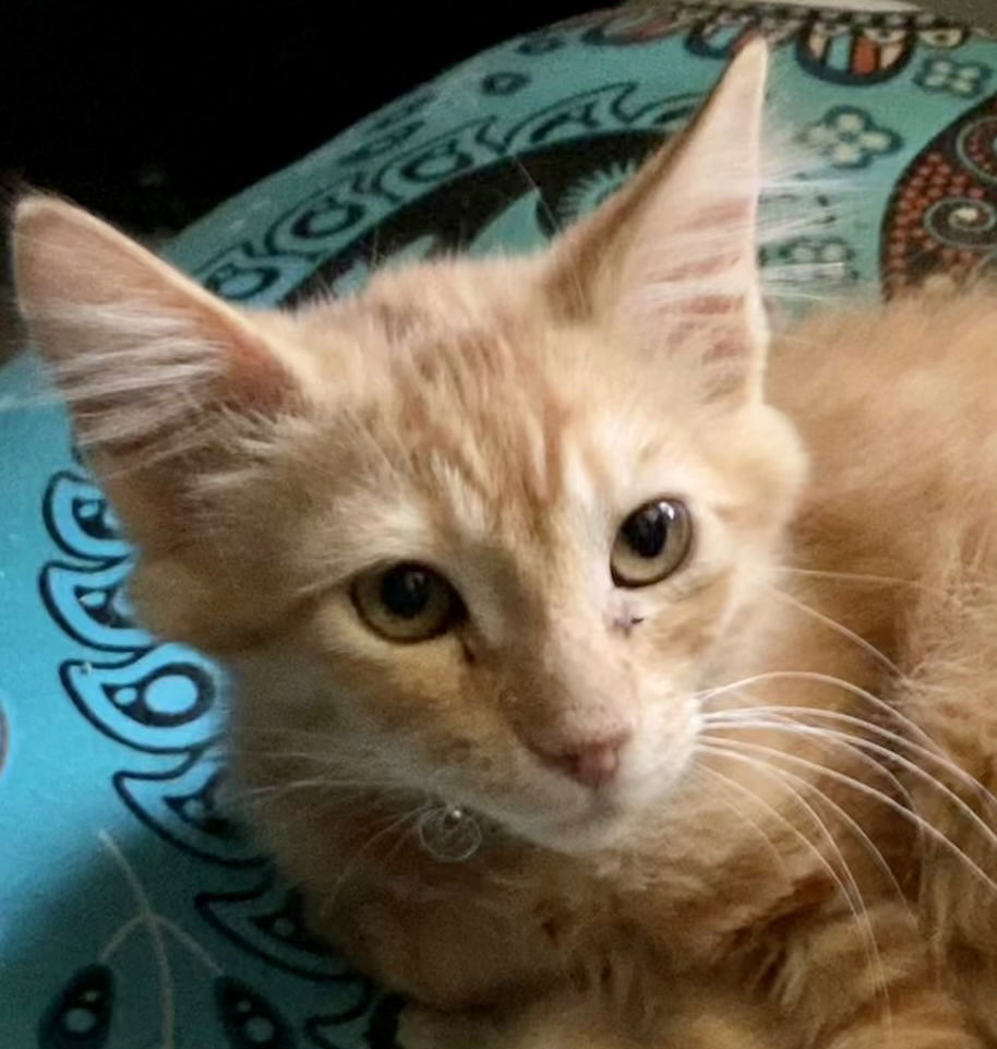 adoptable Cat in Oakley, CA named Luke