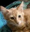 adoptable Cat in  named Luke