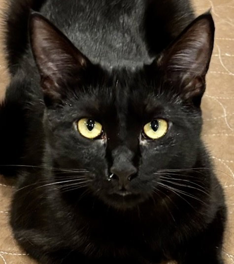 picture of the cat needing adoption
