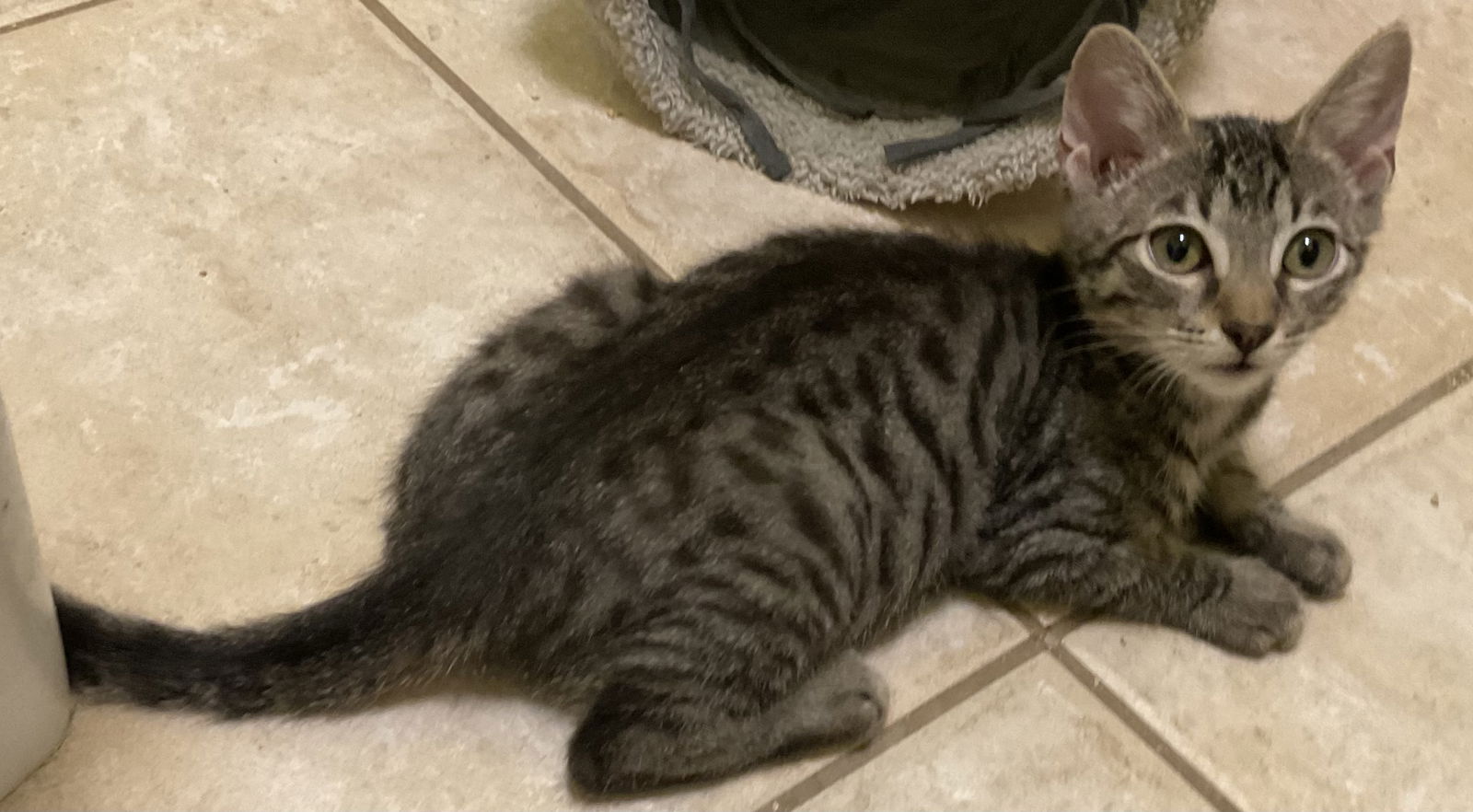 adoptable Cat in Oakley, CA named Cobra Kai