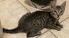 adoptable Cat in  named Cobra Kai