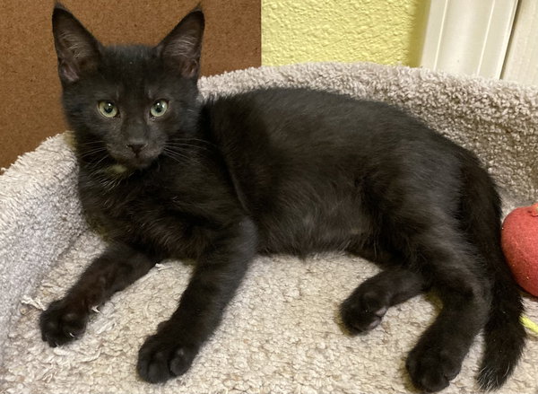 Dot (bonded with Nugget)