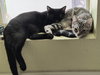 Dot (bonded with Nugget) - Photo 2