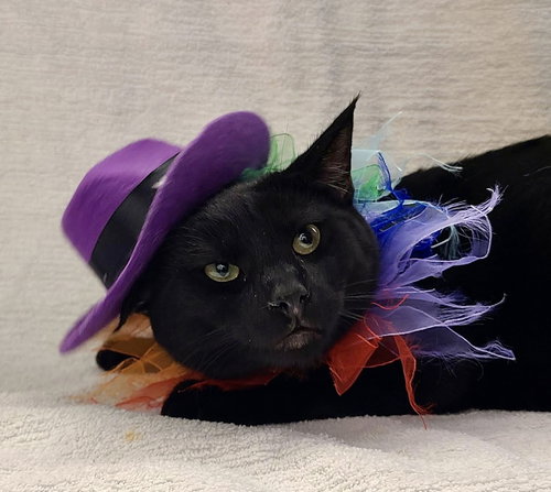 picture of the cat needing adoption
