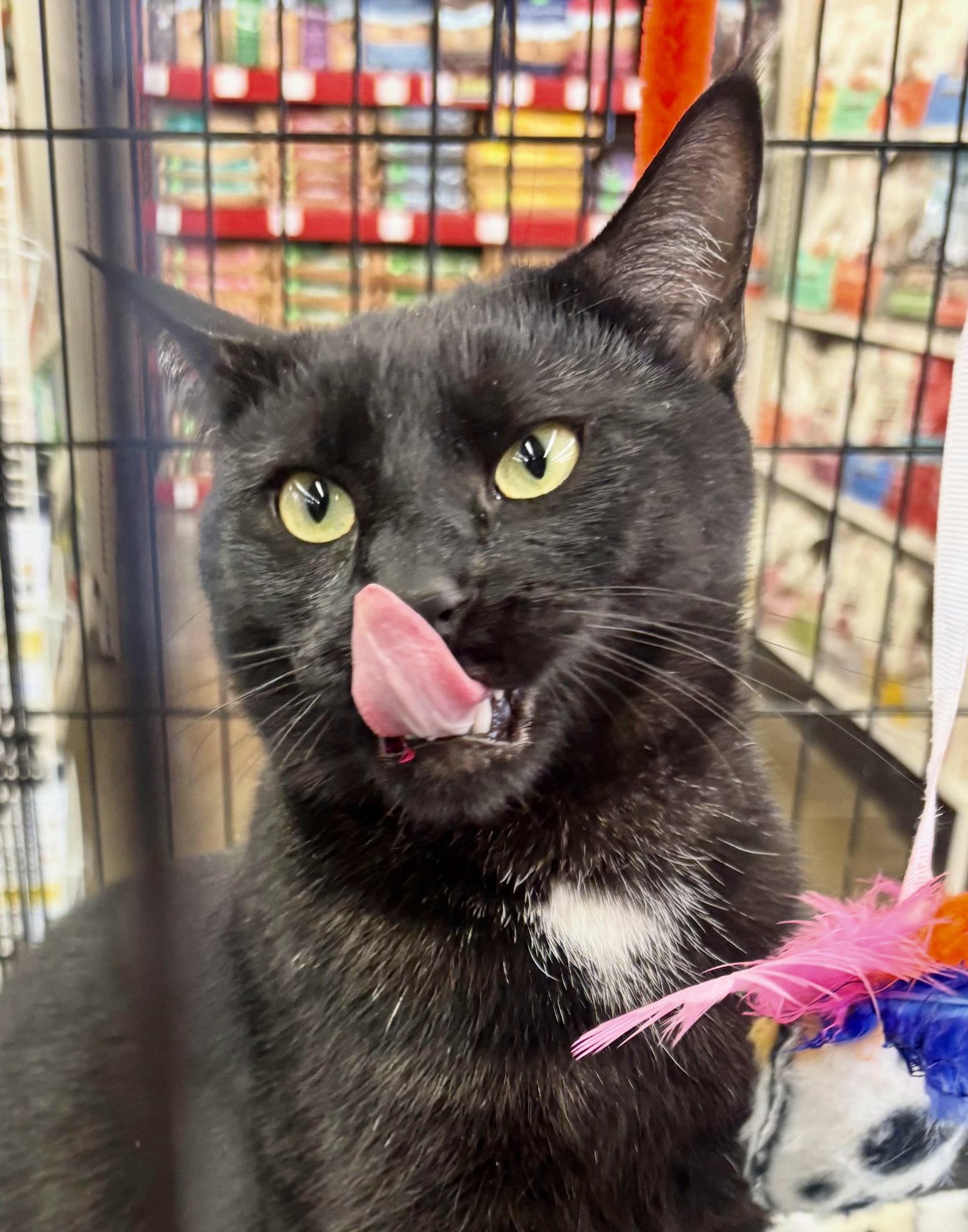 Dot (bonded with Nugget)