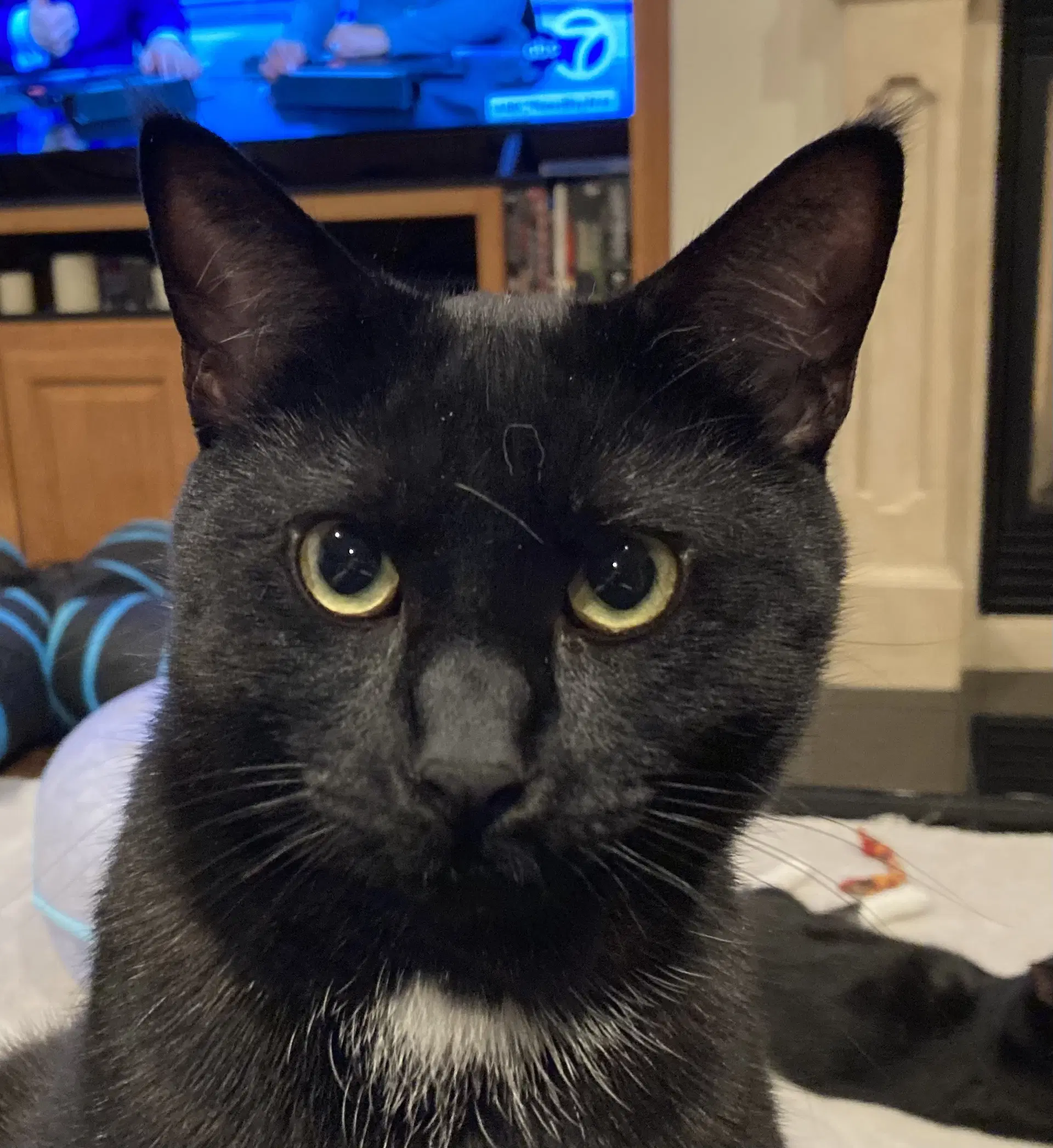 Dot Bonded With Nugget - Domestic Short Hair