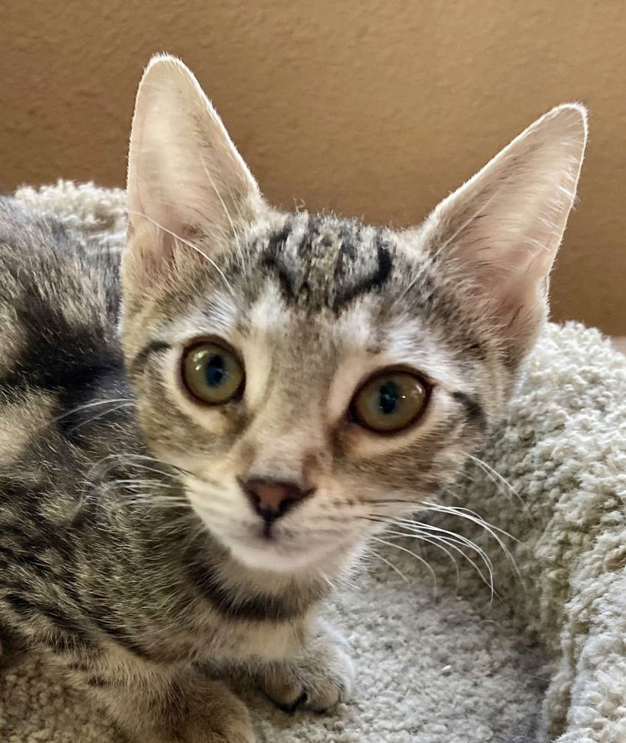 adoptable Cat in Oakley, CA named Nugget