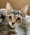 adoptable Cat in  named Nugget
