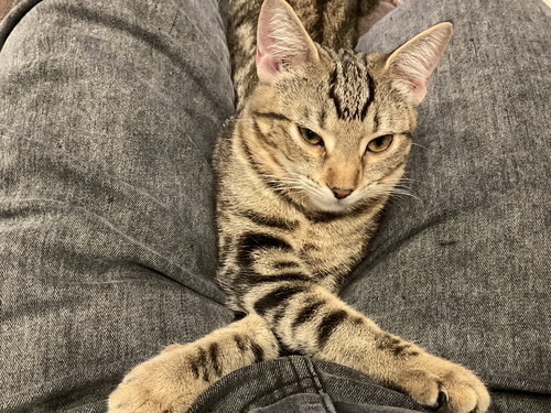NUGGET - Tabby / Domestic Short Hair available for adoption