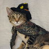 Nugget - Photo 2