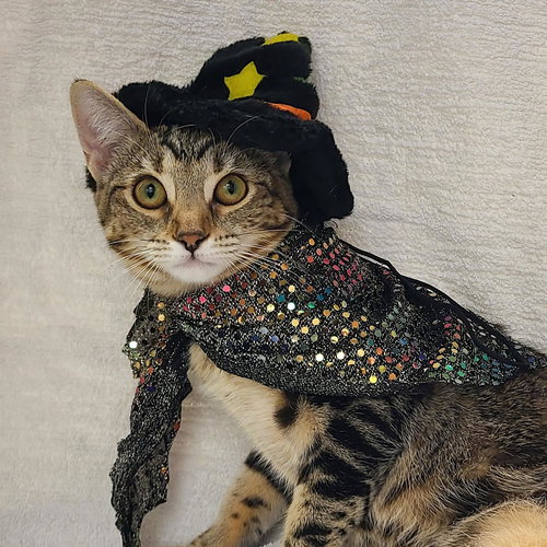 picture of the cat needing adoption