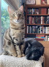 Nugget - Photo 2