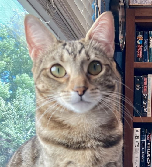 picture of the cat needing adoption
