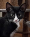 adoptable Cat in  named Brando