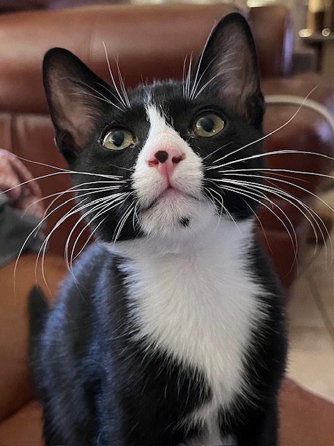 picture of the cat needing adoption
