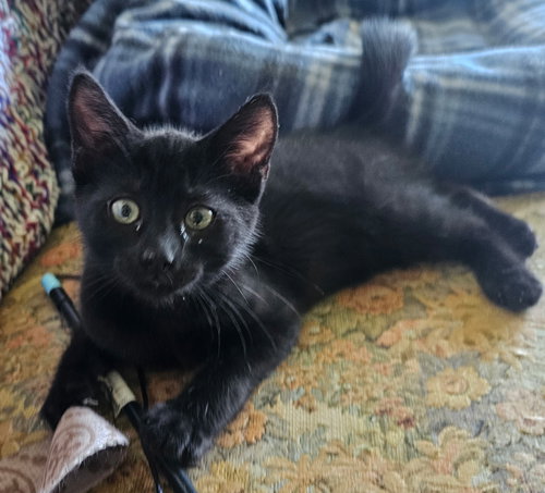 picture of the cat needing adoption