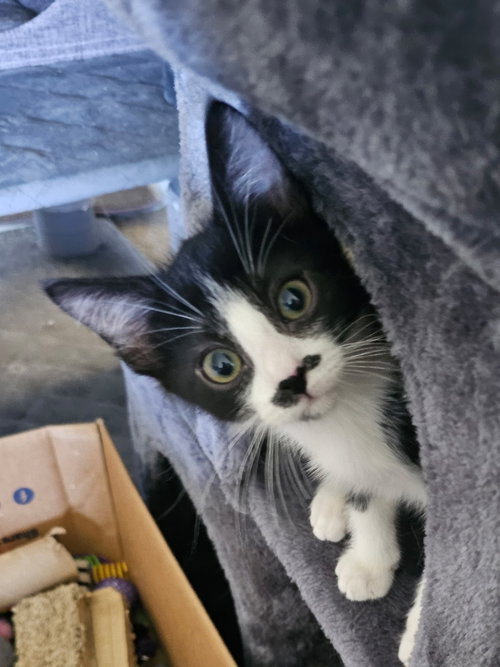 picture of the cat needing adoption