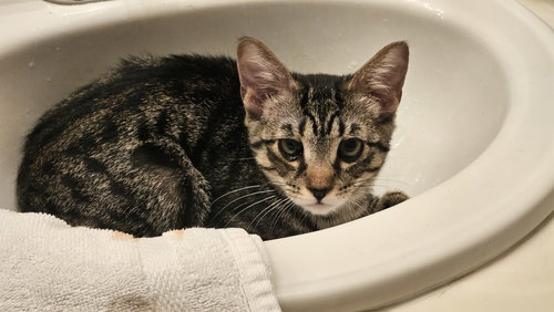 picture of the cat needing adoption