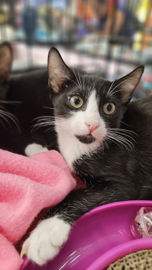 picture of the cat needing adoption