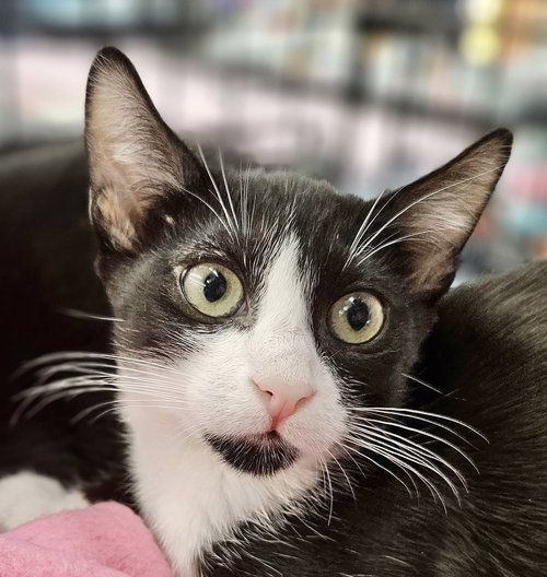 picture of the cat needing adoption