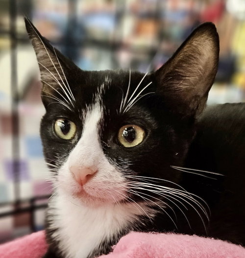 TITAN AND GERARD - Domestic Short Hair available for adoption
