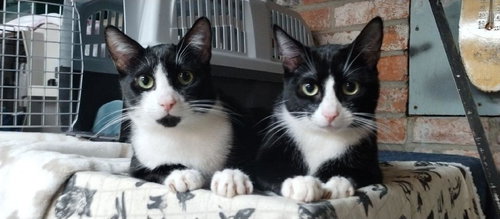 picture of the cat needing adoption