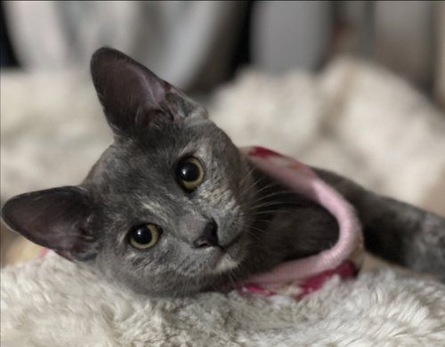 picture of the cat needing adoption