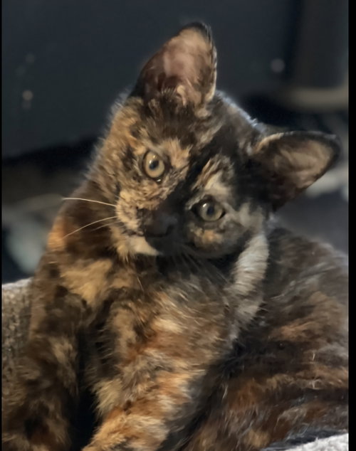 picture of the cat needing adoption