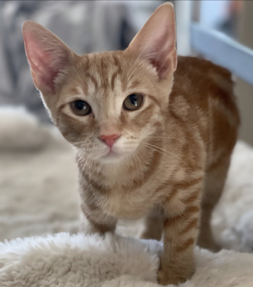 picture of the cat needing adoption