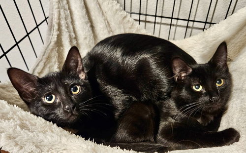 picture of the cat needing adoption